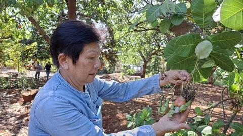 Trồng điều hữu cơ ở Đồng Nai: Chi phí thấp nhưng đầu ra thiếu ổn định