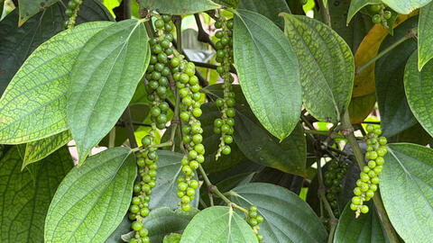 Giá tiêu hôm nay 14/4/2026: Tăng nhẹ, lên mốc 140.000 đồng/kg