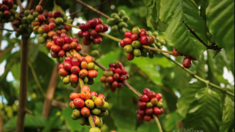 Giá cà phê hôm nay 14/4/2026: Tăng nhẹ 300 đồng/kg