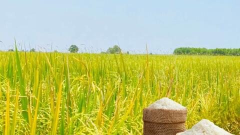 Giá lúa gạo hôm nay ngày 16/5: Gạo xuất khẩu biến động mạnh