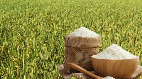 Giá lúa gạo hôm nay ngày 23/5/2026: Gạo thơm dẻo xuất khẩu neo cao
