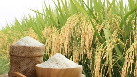 Giá lúa gạo hôm nay ngày 31/5, tuần qua: Lúa, gạo xuất khẩu biến động