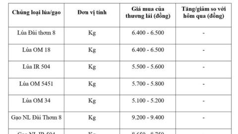 Giá lúa gạo hôm nay ngày 8/6/2026: Tấm thơm giảm  nhẹ