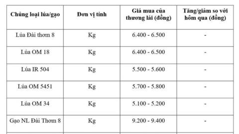 Giá lúa gạo hôm nay ngày 10/6/2026: Gạo xuất khẩu biến động