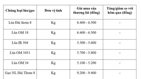 Giá lúa gạo hôm nay ngày 12/6/2026: Tấm thơm giảm nhẹ