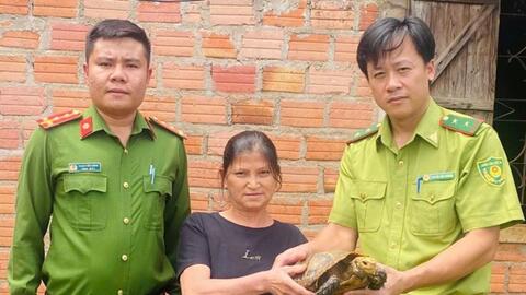 Người dân tự nguyện giao nộp rùa núi vàng nặng hơn 3kg