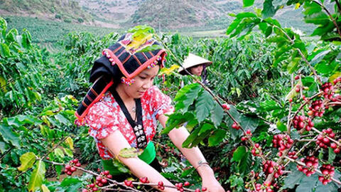Cà phê Sơn La: Từ mở rộng vùng trồng đến bài toán nâng giá trị