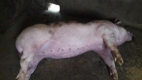 Lợn mắc bệnh "lọt" qua khâu kiểm dịch gây nguy hiểm thế nào?