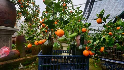 Độc đáo quất cảnh dáng siêu nhỏ trồng từ lọ thủy tinh hút khách