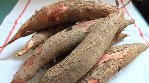 Những thực phẩm có chất độc tự nhiên: Lưu lý khi chế biến