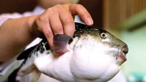 Dân Nhật lo sợ vì cá cực độc lọt ra siêu thị