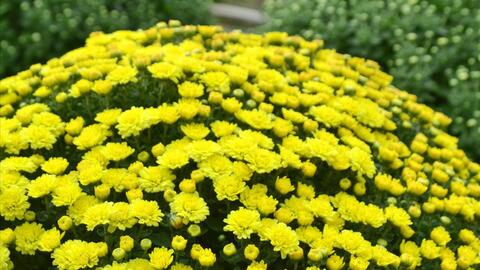 Làng hoa Sa Đéc: Thời tiết bất thường, trên 70% hoa cúc trổ sớm