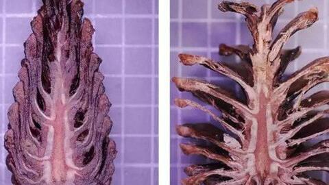 Trong tương lai, các cao ốc tối tân có thể tiết kiệm điện nhờ... quả thông