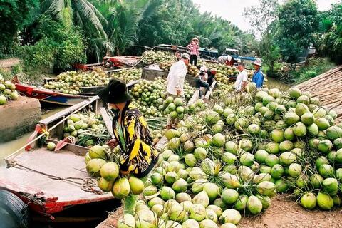 Nông dân phấn khởi nhờ xuất khẩu dừa tươi sang Trung Quốc tăng mạnh