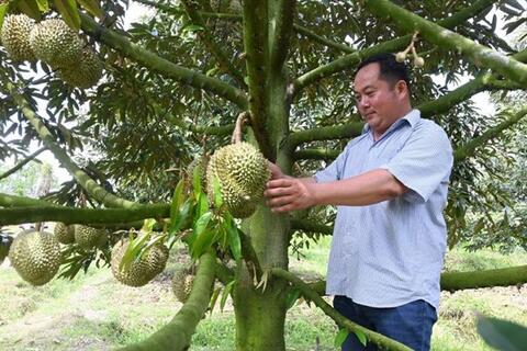 Nhà vườn thay đổi canh tác sầu riêng để kiểm soát Cadimi