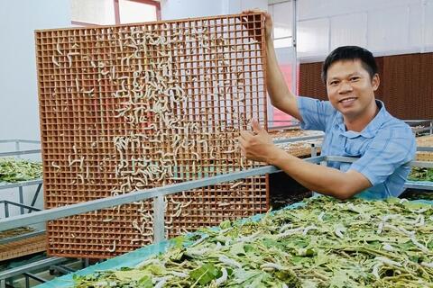 Nuôi tằm trong phòng lạnh giúp nông dân Hà Tĩnh tăng sản lượng gấp 3 lần