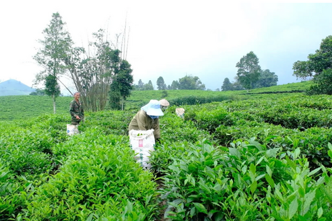 Mường Khương phát triển chè hữu cơ, đẩy mạnh kết nối tiêu thụ