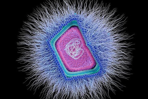 Phát hiện hàng trăm virus khổng lồ bí ẩn đang ẩn náu dưới đại dương
