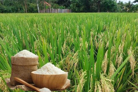 Giá lúa gạo hôm nay ngày 4/7/2025: Lúa tươi chững giá, gạo bình ổn