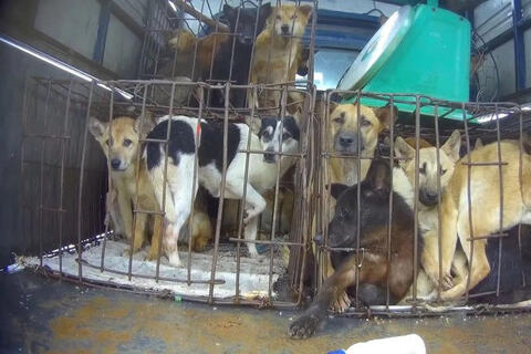 'Chuyển đổi mềm' để chấm dứt buôn bán thịt chó, mèo ở Hà Nội