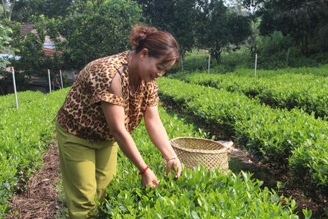 Cây chè gắn kết cộng đồng, lan tỏa bản sắc