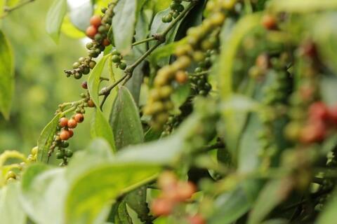 Giá tiêu hôm nay 11/11/2025: Neo ở mức cao