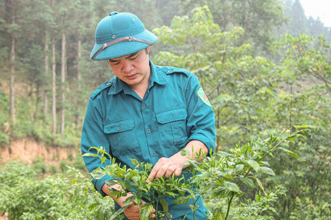 Chàng trai Tày làm giàu từ ớt gió trên cao nguyên đá