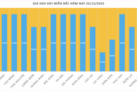 Giá heo hơi hôm nay 23/12/2025: Miền Bắc tiếp đà tăng