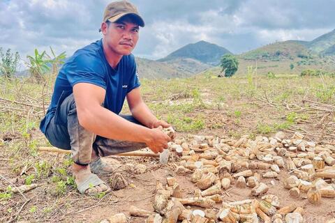 Gia Lai: Mì phơi đồi, sinh kế mùa khô của đồng bào Jrai, Bahnar