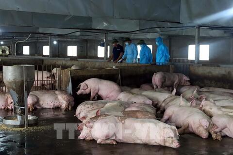 Sắp diễn ra Hội nghị Khoa học chăn nuôi và thú y toàn quốc năm 2026