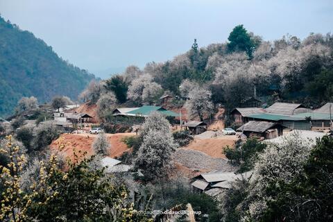 Mơ màng mùa hoa sơn tra ở bản H’Mông cao nhất Việt Nam