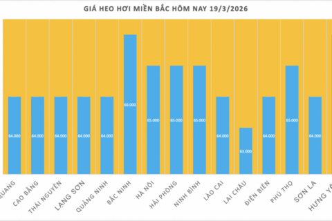 Giá heo hơi hôm nay 19/3/2026: Tăng đồng loạt từ 1.000 - 2.000 đồng/kg