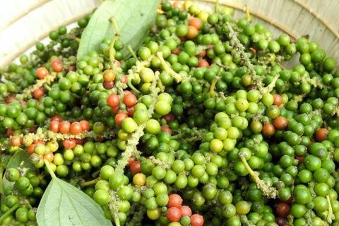 Giá tiêu hôm nay 25/3/2026: Bật tăng mạnh