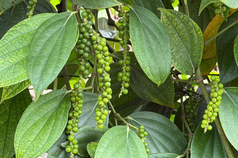 Giá tiêu hôm nay 14/4/2026: Tăng nhẹ, lên mốc 140.000 đồng/kg