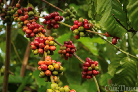 Giá cà phê hôm nay 14/4/2026: Tăng nhẹ 300 đồng/kg