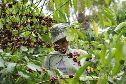 Giá cà phê hôm nay 21/4/2026: Tăng nhẹ 300 đồng