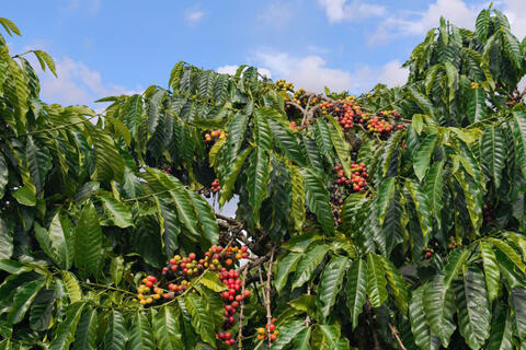 Giá cà phê hôm nay 22/4/2026: Quay đầu giảm nhẹ