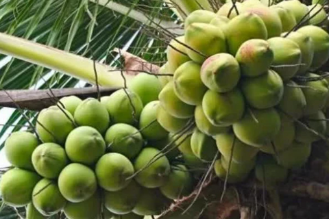 Giá nông sản hôm nay, ngày 24/4: Tăng, giảm trái chiều