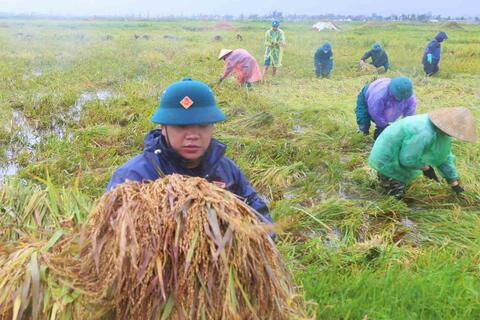 Dông lốc quật đổ hàng nghìn hecta lúa, nông dân Hà Tĩnh còng lưng gặt thủ công