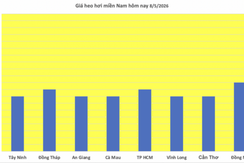 Giá heo hơi hôm nay 8/5/2026: Tăng diện rộng tại miền Bắc, miền Trung