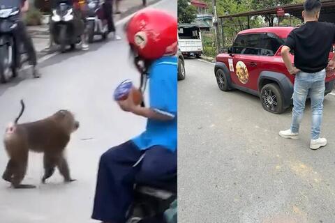 Khỉ hoang "quậy phá" giữa lòng đô thị ở Sơn La