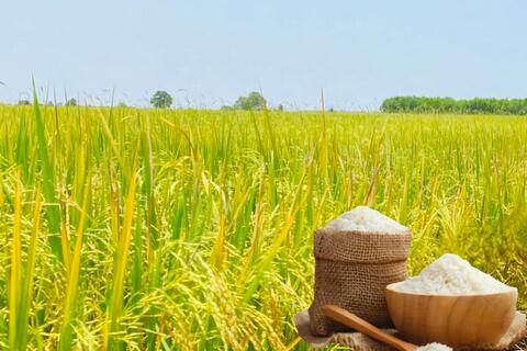 Giá lúa gạo hôm nay ngày 16/5: Gạo xuất khẩu biến động mạnh