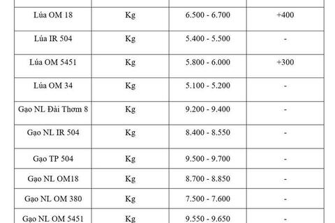 Giá lúa gạo hôm nay ngày 19/5/2026: Lúa tươi đồng loạt tăng mạnh