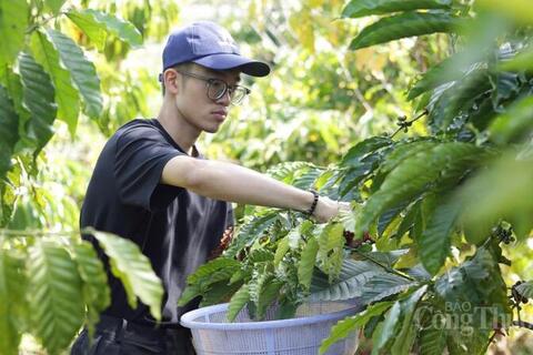 Giá cà phê hôm nay 20/5/2026: Giảm mạnh 1.400 - 1.700 đồng/kg