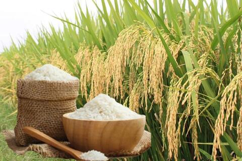 Giá lúa gạo hôm nay ngày 31/5, tuần qua: Lúa, gạo xuất khẩu biến động