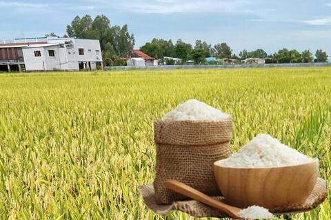 Giá lúa gạo hôm nay ngày 4/6/2026: Gạo thơm Jasmine tăng 1.000 đồng/kg