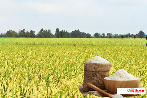 Giá lúa gạo hôm nay ngày 6/7/2026: Gạo OM 18 tăng 500 đồng/kg
