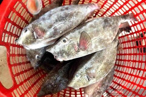 Chủ bè nổi bán cá bò hòm 2,9 triệu đồng/kg bị phạt hơn 20 triệu đồng