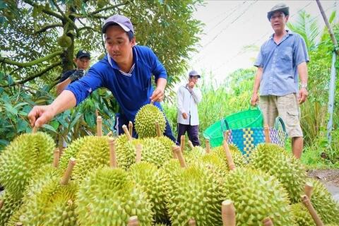 Giữ vị thế sầu riêng Việt bằng chất lượng