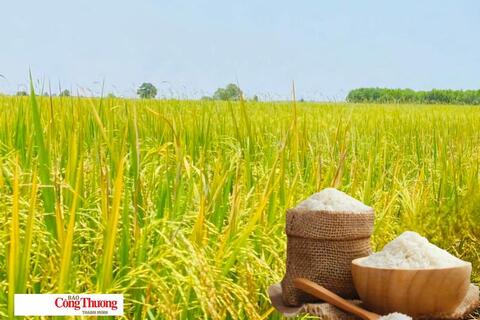Giá lúa gạo hôm nay ngày 24/7/2026: Gạo Đài thơm tăng 500 đồng/kg